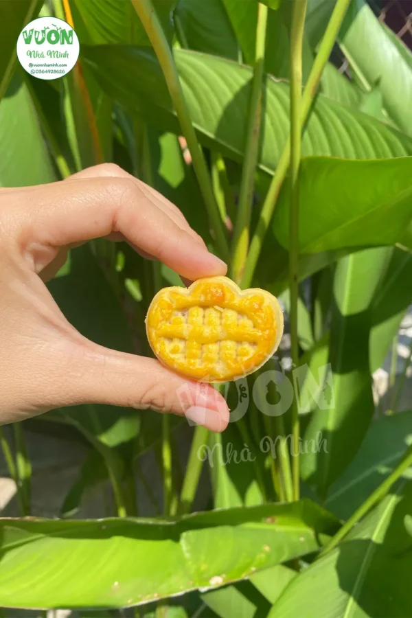 Banh-Khom-Dai-Loan-5-Vuonnhaminh