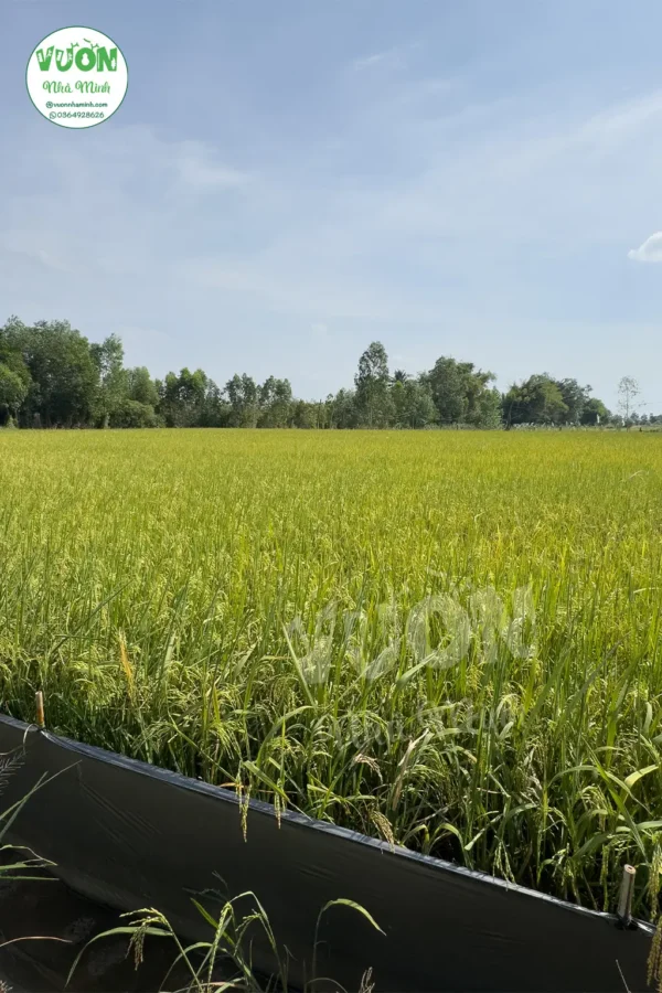 Gao-ST25-2-vuonnhaminh