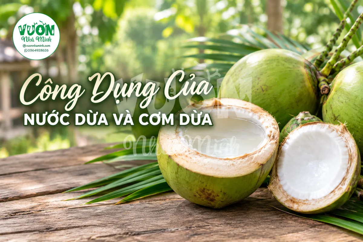 Nước dừa và cơm dừa dùng trong bếp miền Tây