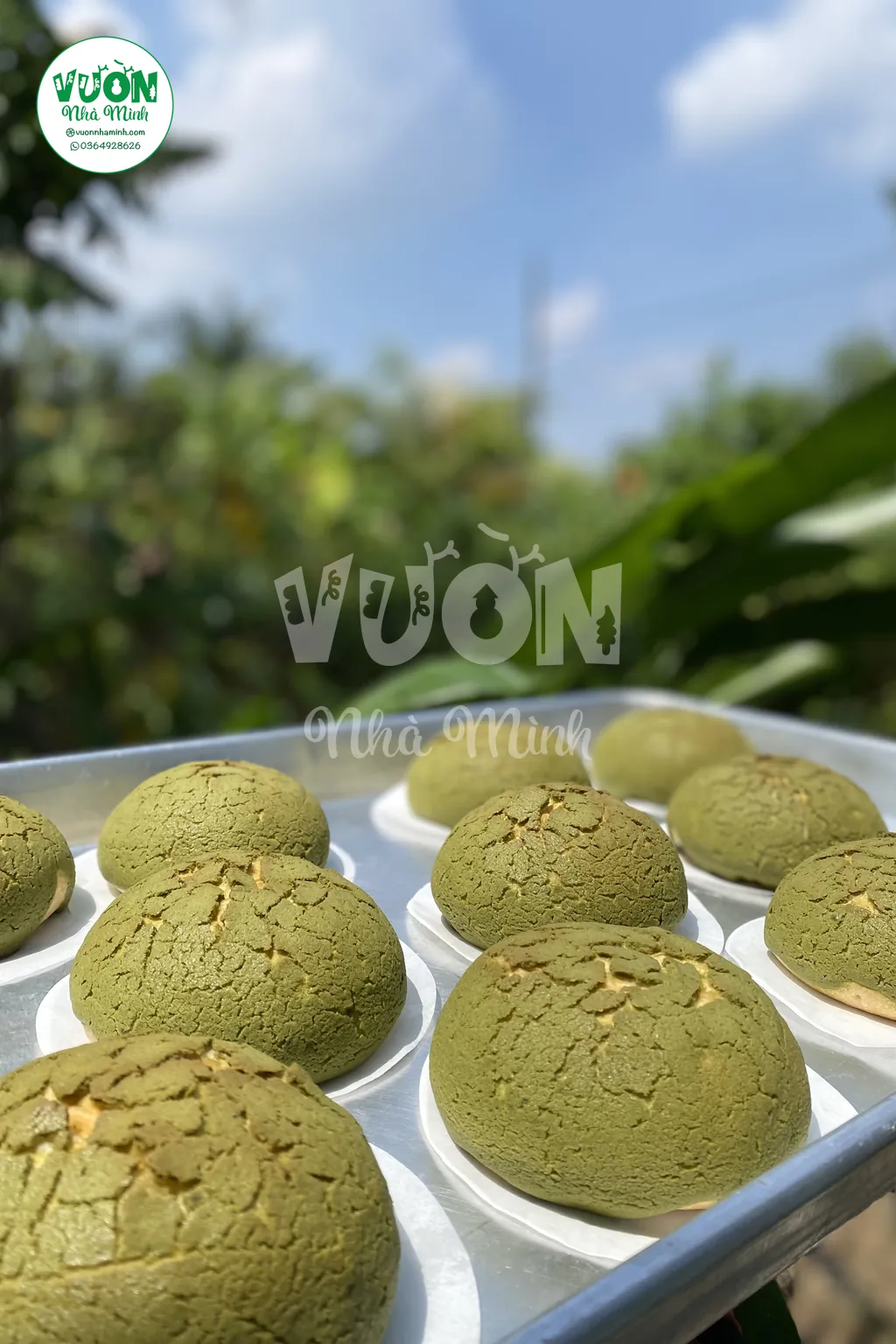 Khay bánh rotiboy trà xanh đặt ngoài vườn dưới nắng